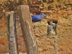 149 BIO PARC DE DOUE LA FONTAINE 6- 2016_000015